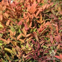 Nandina Moonbay -Cheap The Aussie Garden Store apo nandina moonbay winter colours