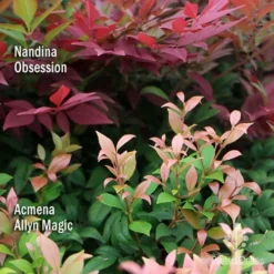 Nandina Obsession -Cheap The Aussie Garden Store apo nandina obsession acmena allyn magic 1
