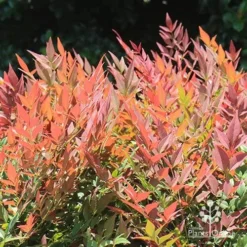 Nandina Obsession -Cheap The Aussie Garden Store apo nandina obsession colour