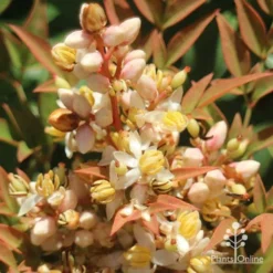 Nandina Obsession -Cheap The Aussie Garden Store apo nandina obsession flower2s