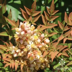 Nandina Obsession -Cheap The Aussie Garden Store apo nandina obsession flowers