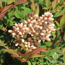 Nandina Obsession -Cheap The Aussie Garden Store apo nandina obsession flowers 1