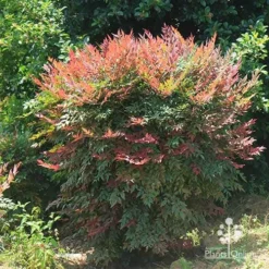 Nandina Obsession -Cheap The Aussie Garden Store apo nandina obsession full grown