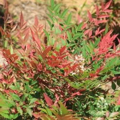 Nandina Obsession -Cheap The Aussie Garden Store apo nandina obsession leaf flower