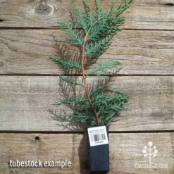 Cupressocyparis Naylors Blue - Leyland Cypress -Cheap The Aussie Garden Store apo naylors blue cypress tubestock