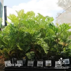 Grevillea Ned Kelly -Cheap The Aussie Garden Store apo ned kelly dec large