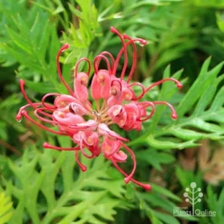 Grevillea Ned Kelly -Cheap The Aussie Garden Store apo ned kelly flower and leaf