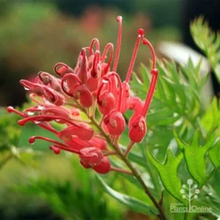 Grevillea Ned Kelly -Cheap The Aussie Garden Store apo ned kelly flower leaf