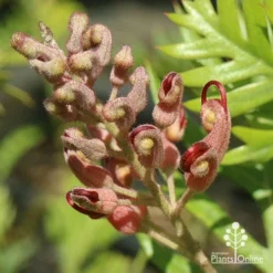 Grevillea Ned Kelly -Cheap The Aussie Garden Store apo ned kelly flowerbud
