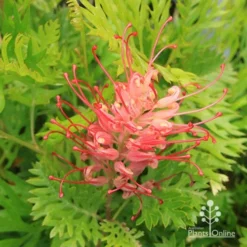 Grevillea Ned Kelly -Cheap The Aussie Garden Store apo ned kelly grevillea flower open