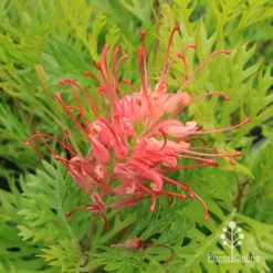 Grevillea Ned Kelly -Cheap The Aussie Garden Store apo ned kelly grevillea flower2