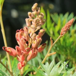 Grevillea Ned Kelly -Cheap The Aussie Garden Store apo ned kelly grevillea flowerbud
