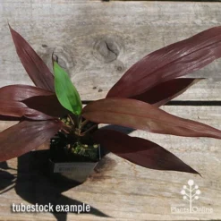 Cordyline Fruticosa Negra -Cheap The Aussie Garden Store apo negra cordyline tubestock top