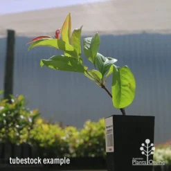 Chaenomeles Nivalis - Japanese Quince -Cheap The Aussie Garden Store apo nivalis quince tubestock2