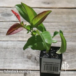 Chaenomeles Nivalis - Japanese Quince -Cheap The Aussie Garden Store apo nivalis quince tubestock 1