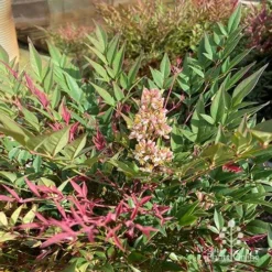 Nandina Obsession -Cheap The Aussie Garden Store apo obsession flowering
