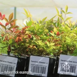 Nandina Obsession -Cheap The Aussie Garden Store apo obsession tubestock plants