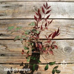 Nandina Obsession -Cheap The Aussie Garden Store apo obsession tubestock winter top