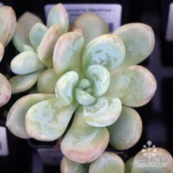 Graptoveria Opalina - Succulent -Cheap The Aussie Garden Store apo opalina