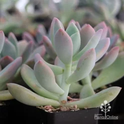 Graptoveria Opalina - Succulent -Cheap The Aussie Garden Store apo opalina colour shade