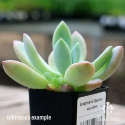 Graptoveria Opalina - Succulent -Cheap The Aussie Garden Store apo opalina tubestock colours