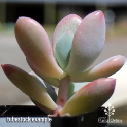 Graptoveria Opalina - Succulent -Cheap The Aussie Garden Store apo opalina tubestock 2