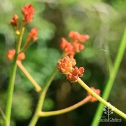 Anigozanthos Orange Cross - Kangaroo Paw -Cheap The Aussie Garden Store apo orange cross kangaroo paw buds