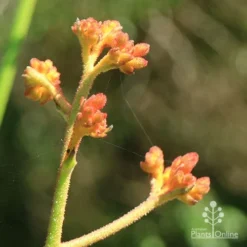 Anigozanthos Orange Cross - Kangaroo Paw -Cheap The Aussie Garden Store apo orange cross kangaroo paw buds2