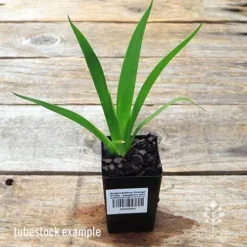 Anigozanthos Orange Cross - Kangaroo Paw -Cheap The Aussie Garden Store apo orange cross kangaroo paw tubestock