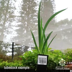 Anigozanthos Orange Cross - Kangaroo Paw -Cheap The Aussie Garden Store apo orange cross tubestock