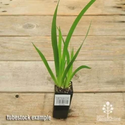 Anigozanthos Orange Cross - Kangaroo Paw -Cheap The Aussie Garden Store apo orange cross tubestock top