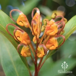 Grevillea Orange Marmalade -Cheap The Aussie Garden Store apo orange marmalade flower july