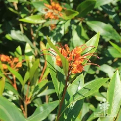Grevillea Orange Marmalade -Cheap The Aussie Garden Store apo orange marmalade flowering