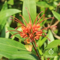 Grevillea Orange Marmalade -Cheap The Aussie Garden Store apo orange marmalade grevillea flower above