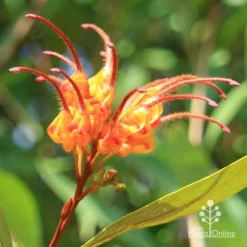 Grevillea Orange Marmalade -Cheap The Aussie Garden Store apo orange marmalade grevillea flower opening
