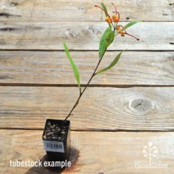 Grevillea Orange Marmalade -Cheap The Aussie Garden Store apo orange marmalade tubetock flowering