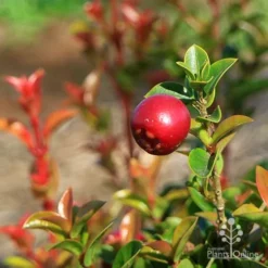 Syzygium Orange Twist - Lilly Pilly -Cheap The Aussie Garden Store apo orange twist berry