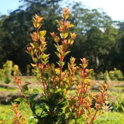 Syzygium Orange Twist - Lilly Pilly -Cheap The Aussie Garden Store apo orange twist nursery