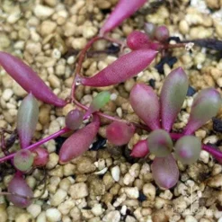 Othonna Ruby Necklace - Little Pickles - Succulent -Cheap The Aussie Garden Store apo othonna purple colour