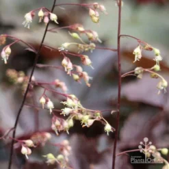 Heuchera Palace Purple - Coral Bells -Cheap The Aussie Garden Store apo palace purple heuchera flowers