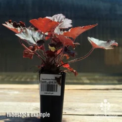 Heuchera Palace Purple - Coral Bells -Cheap The Aussie Garden Store apo palace purple heuchera tubestock