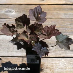 Heuchera Palace Purple - Coral Bells -Cheap The Aussie Garden Store apo palace purple heuchera tubestock top