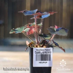 Heuchera Palace Purple - Coral Bells -Cheap The Aussie Garden Store apo palace purple tubestock