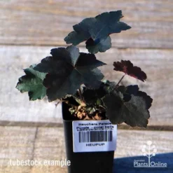 Heuchera Palace Purple - Coral Bells -Cheap The Aussie Garden Store apo palace purple tubestock top