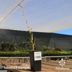 Kalanchoe Tomentosa – Panda Plant - Succulent -Cheap The Aussie Garden Store apo panda plant tubestock tall