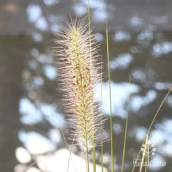 Pennisetum Alopecuroides - Swamp Fountain Grass -Cheap The Aussie Garden Store apo pennisetum alopec awn 2