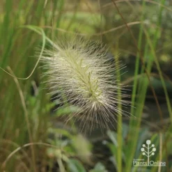 Pennisetum Alopecuroides - Swamp Fountain Grass -Cheap The Aussie Garden Store apo pennisetum alopec awn