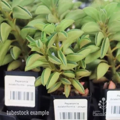 Peperomia Dolabriformis - Prayer Pepper - Succulent 9 Peperomia Dolabriformis - Prayer Pepper - Succulent -Cheap The Aussie Garden Store apo peperomia dolab tubestock