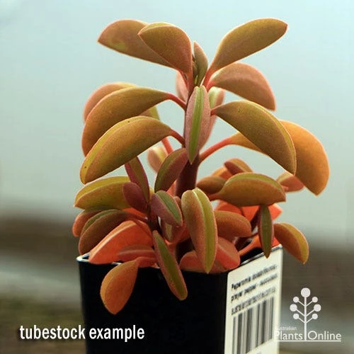 Peperomia Dolabriformis - Prayer Pepper - Succulent 6 Peperomia Dolabriformis - Prayer Pepper - Succulent - Image 6