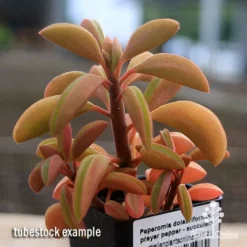 Peperomia Dolabriformis - Prayer Pepper - Succulent 13 Peperomia Dolabriformis - Prayer Pepper - Succulent -Cheap The Aussie Garden Store apo peperomia dolabriformis winter colour